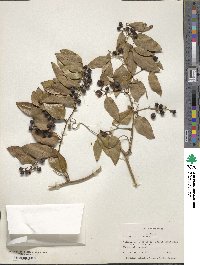 Smilax maritima image