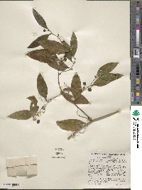 Smilax maritima image