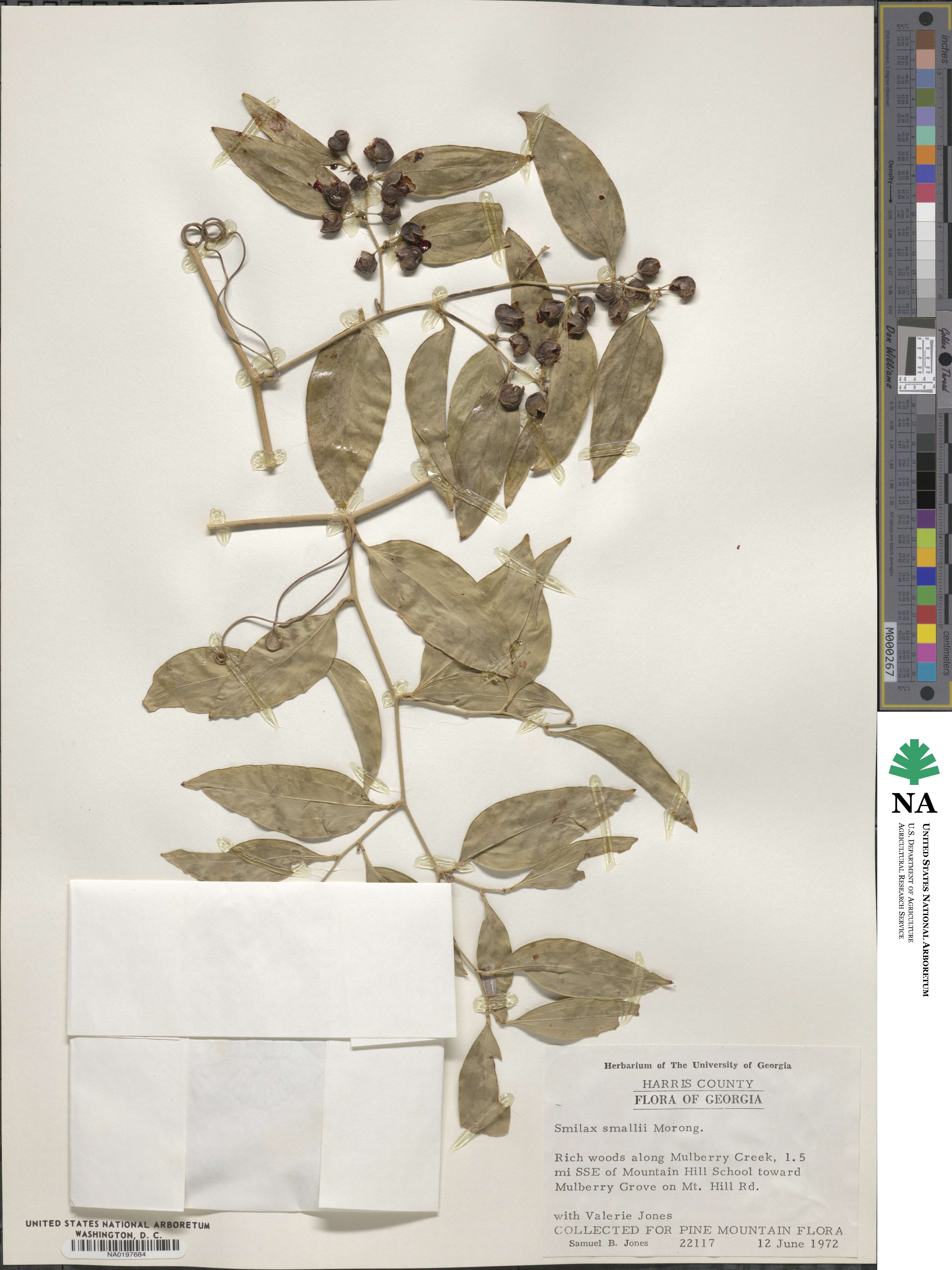 Smilax maritima image