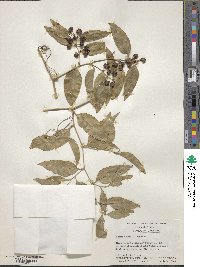 Smilax maritima image