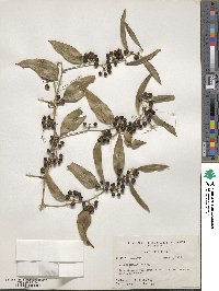 Smilax maritima image