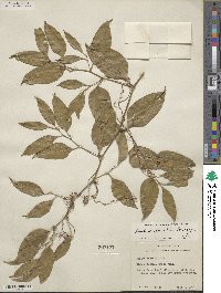 Smilax maritima image