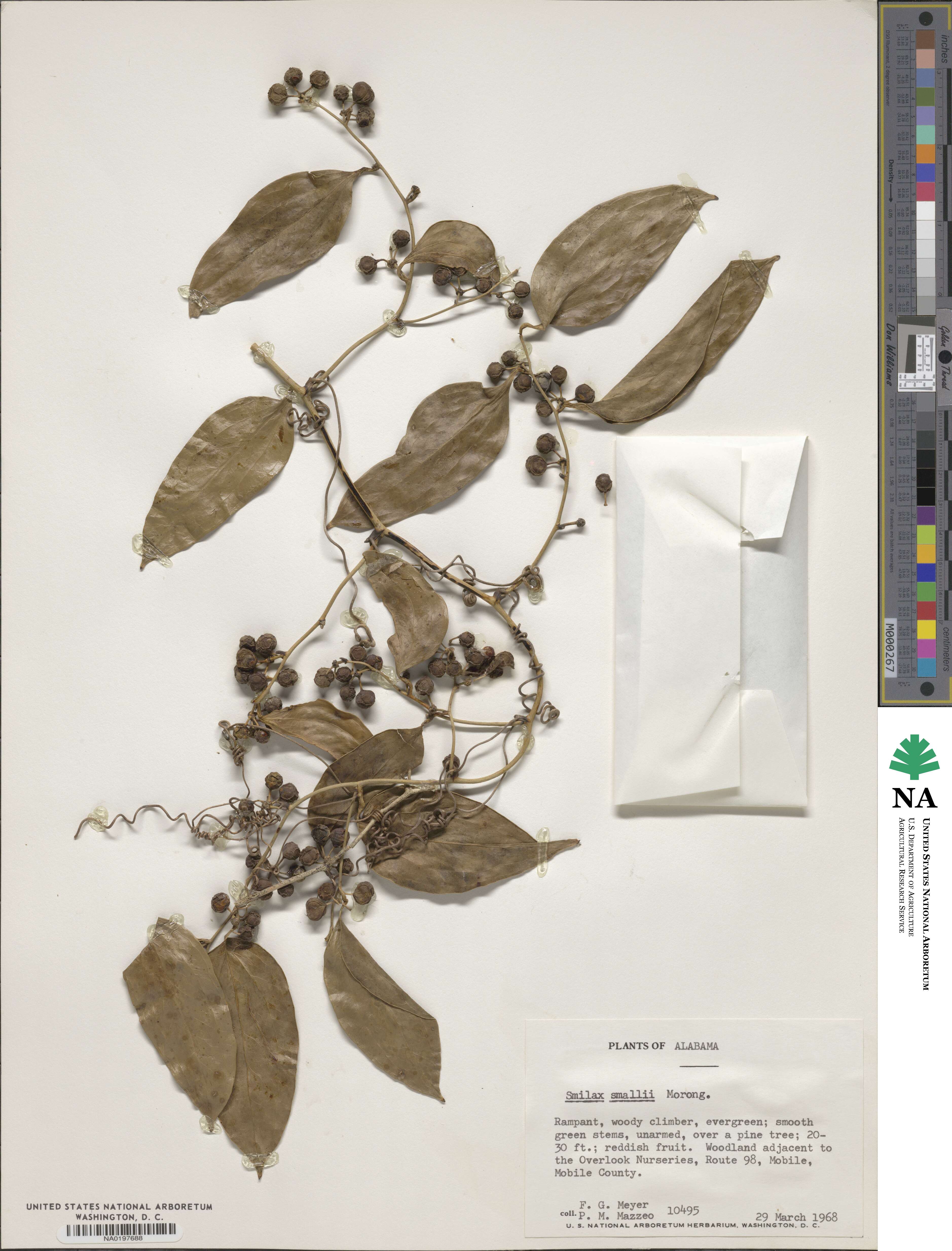 Smilax maritima image