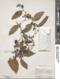 Smilax maritima image