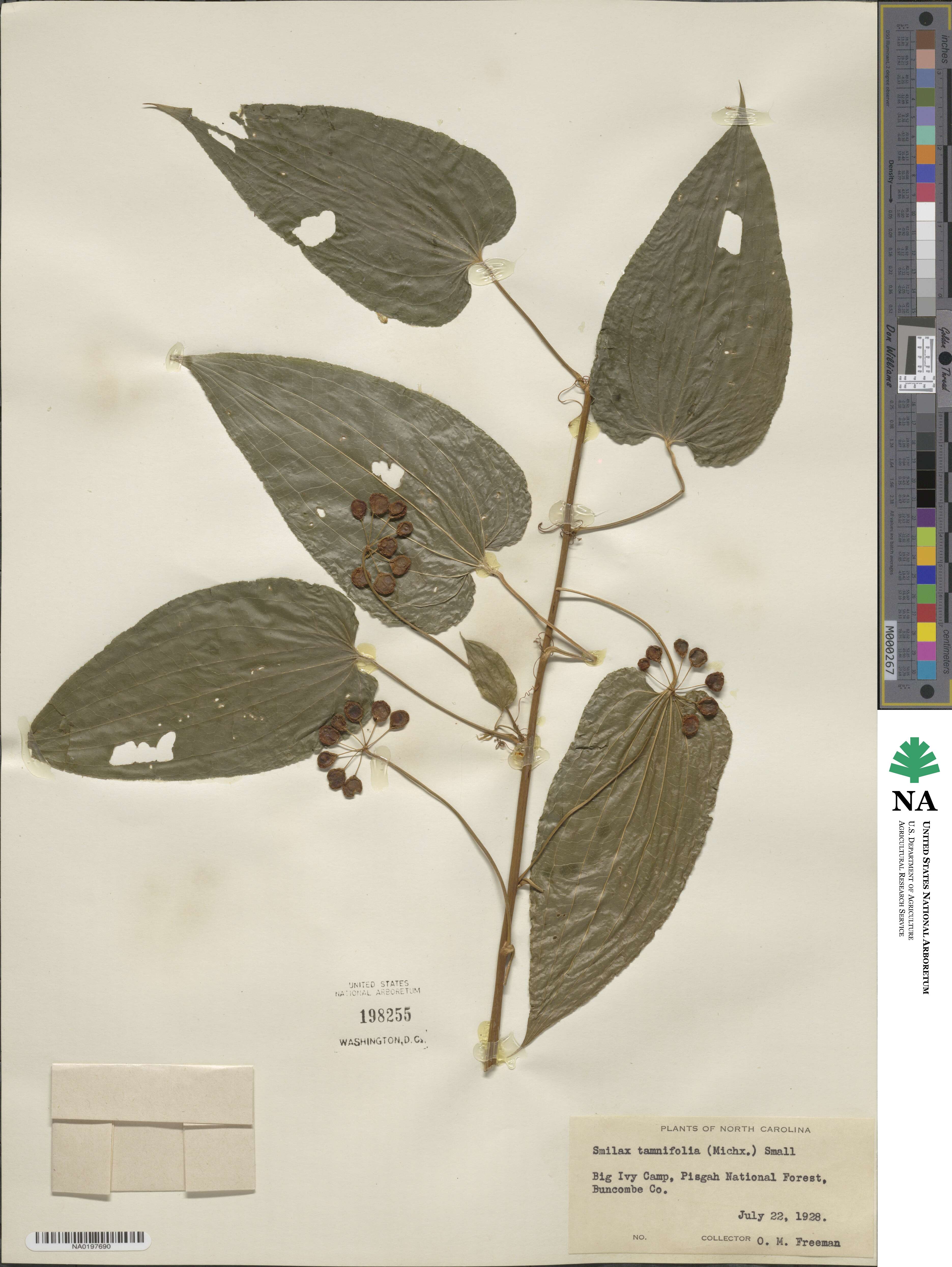 Smilax pseudochina image