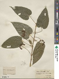 Smilax pseudochina image