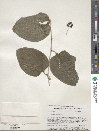 Smilax tamnoides image