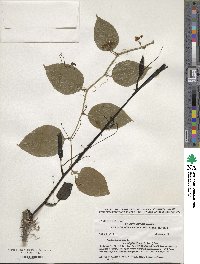 Smilax tamnoides image