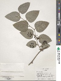 Smilax tamnoides image