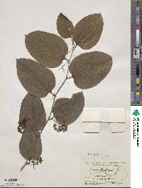 Smilax tamnoides image