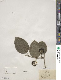 Smilax tamnoides image