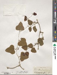 Smilax tamnoides image