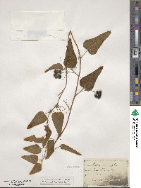 Smilax tamnoides image