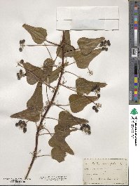 Smilax tamnoides image