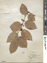 Smilax tamnoides image