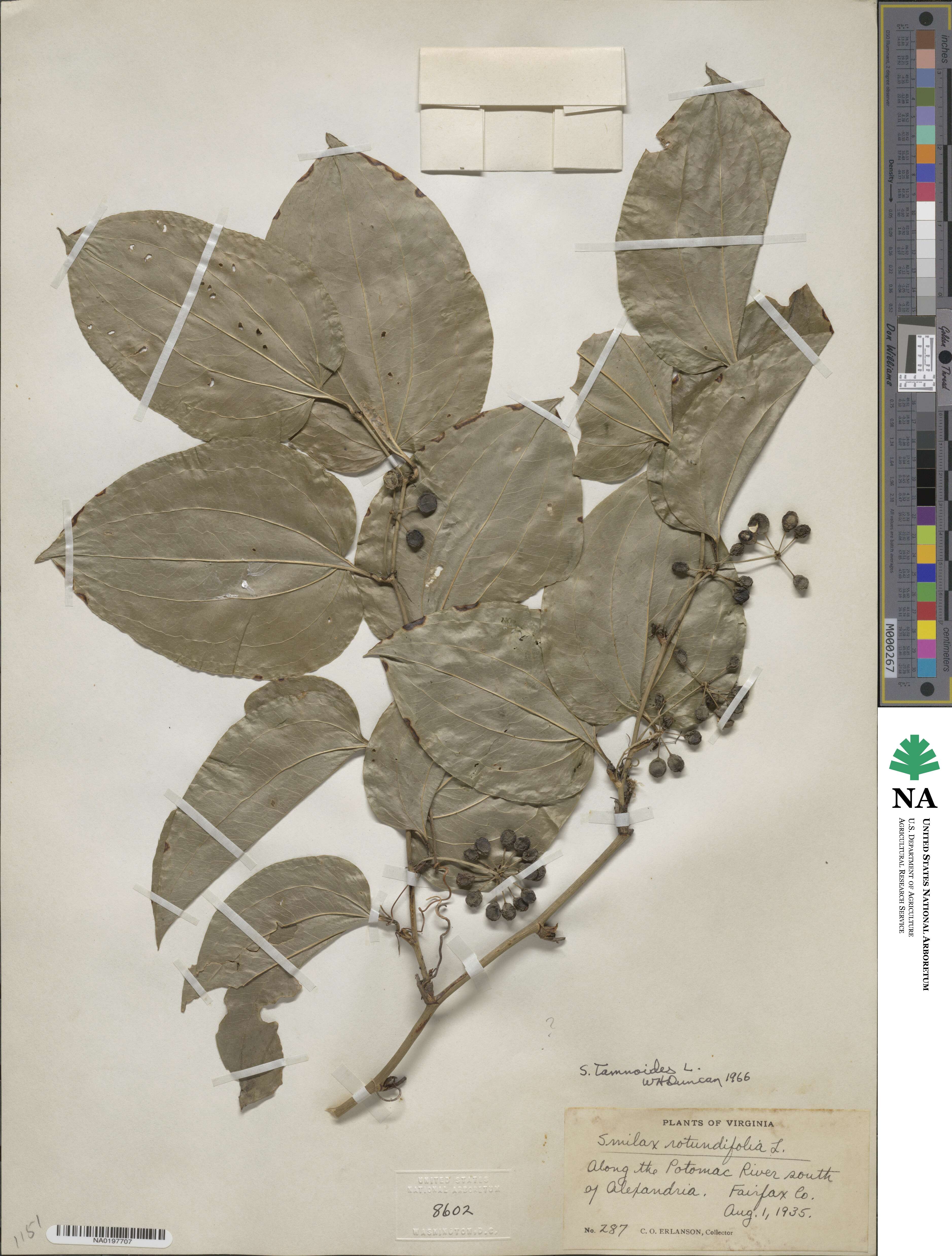 Smilax tamnoides image