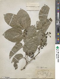 Smilax tamnoides image