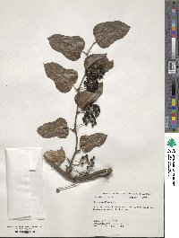 Smilax tamnoides image