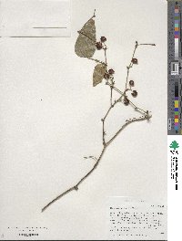 Smilax walteri image