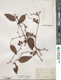 Smilax walteri image