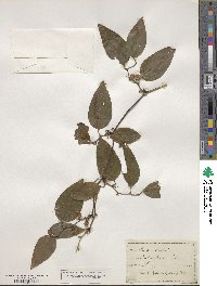 Smilax walteri image