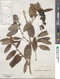 Smilax walteri image