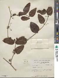 Smilax walteri image