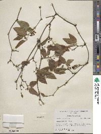 Smilax walteri image