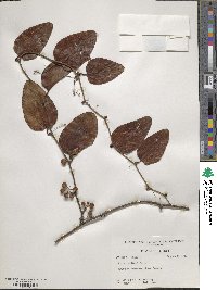 Smilax walteri image