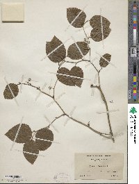 Smilax walteri image