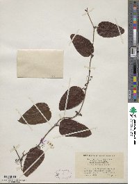 Smilax walteri image