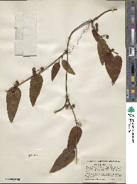 Smilax walteri image