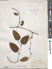 Smilax walteri image