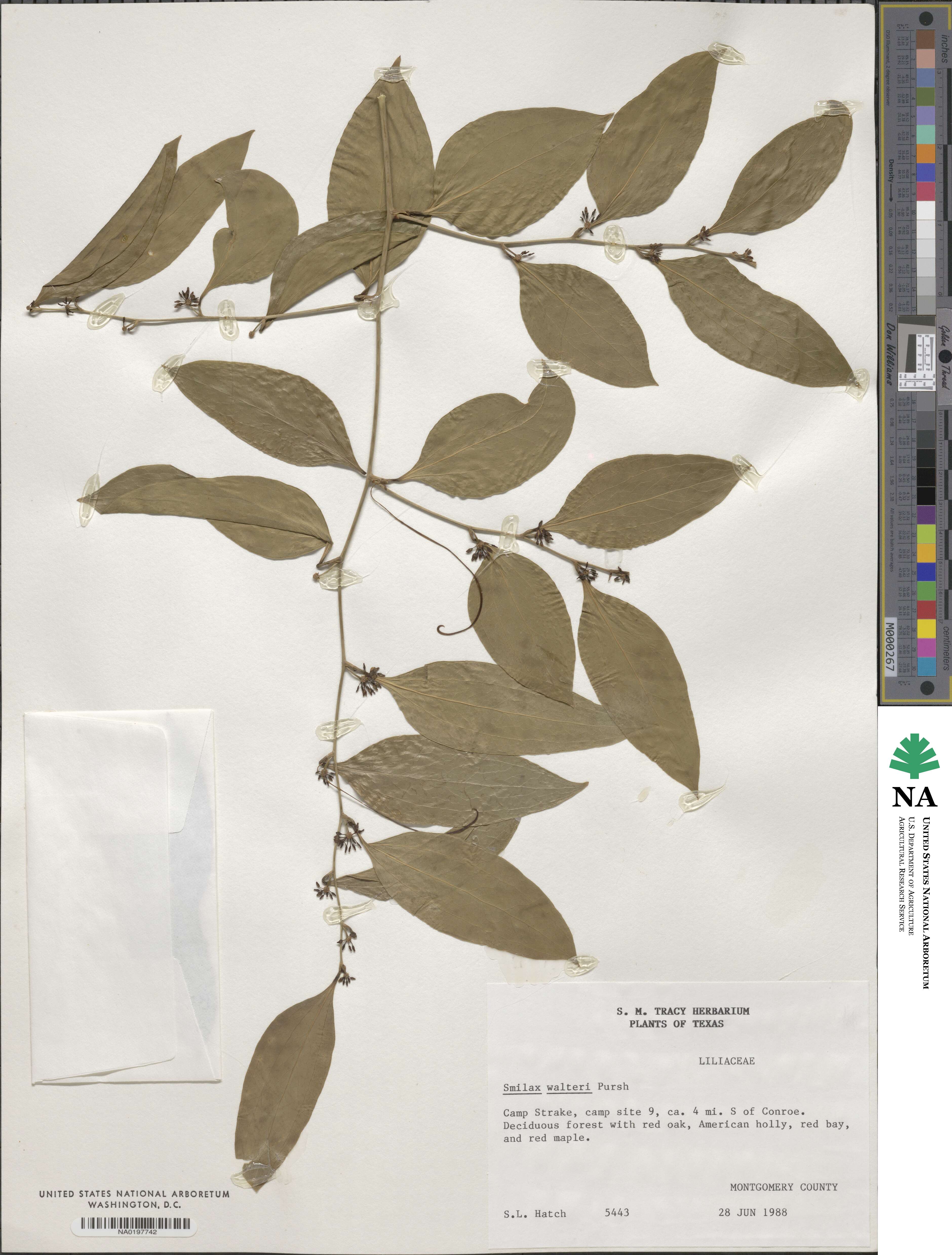 Smilax walteri image