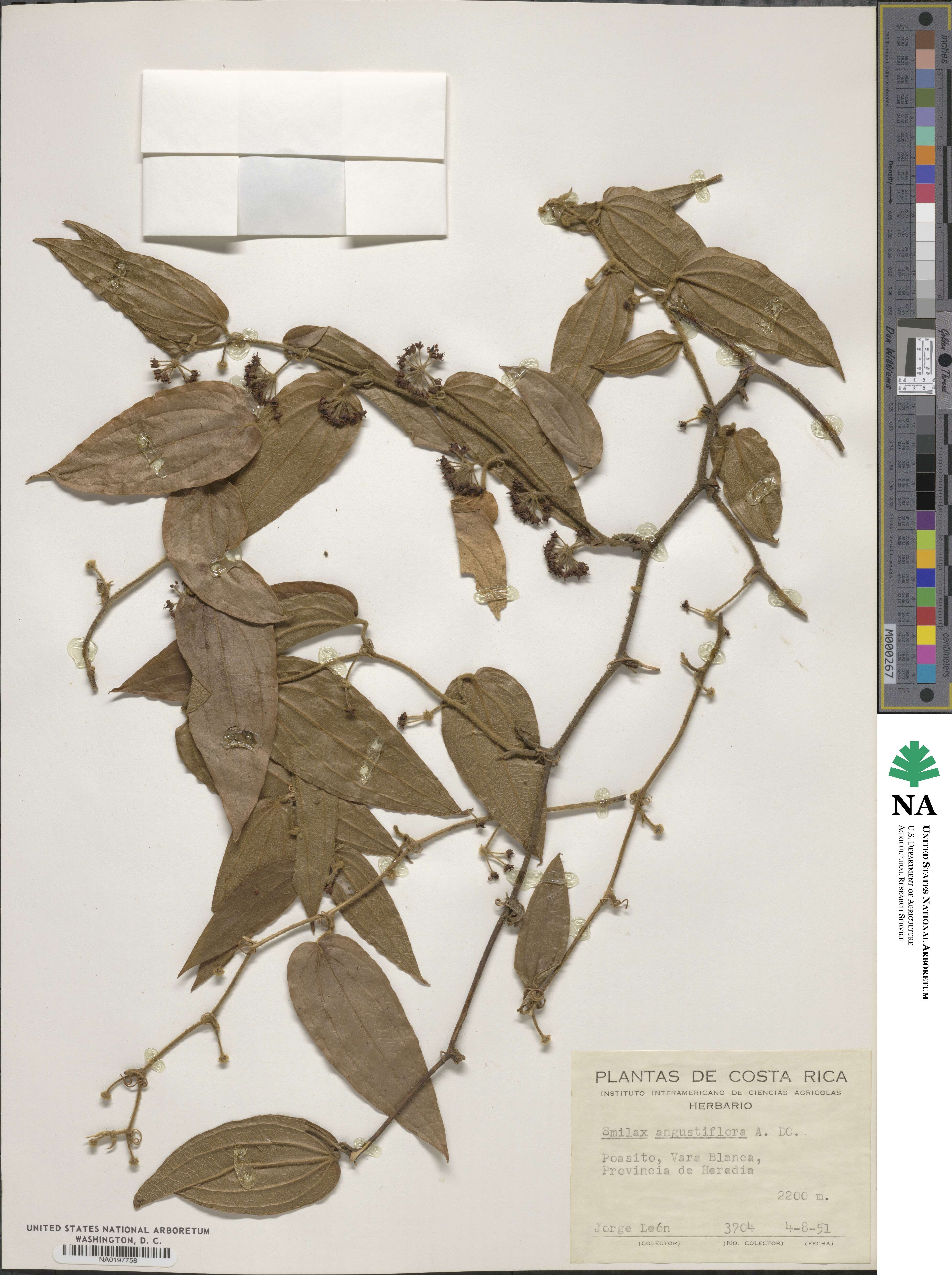 Smilax mollis image