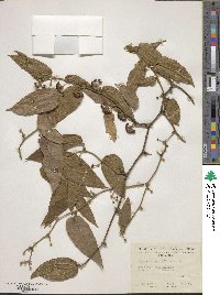 Smilax mollis image