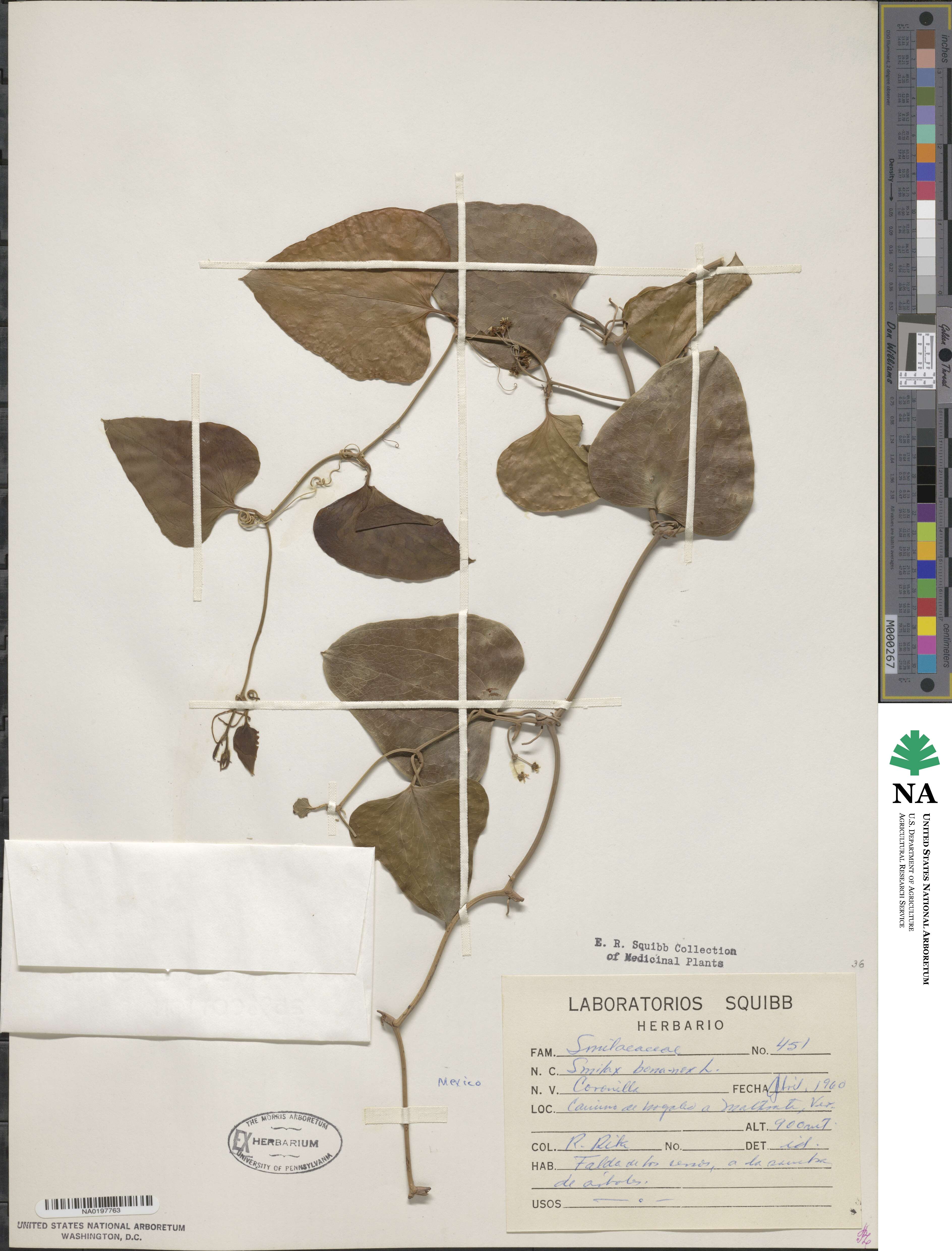 Smilax bona-nox image