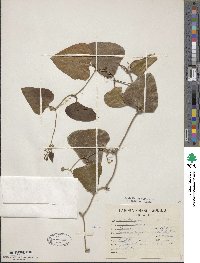 Smilax bona-nox image