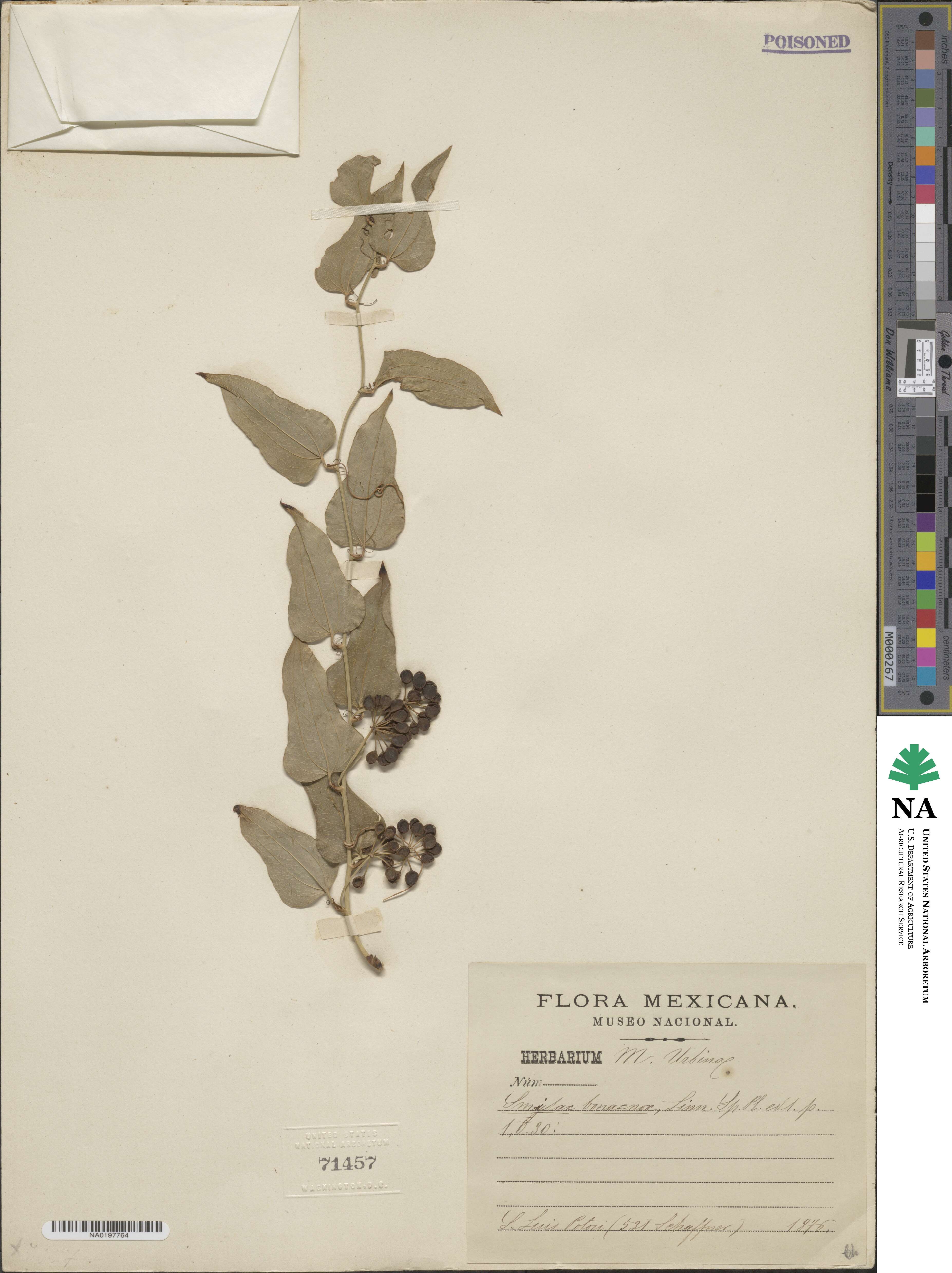 Smilax bona-nox image