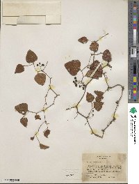 Smilax bona-nox image