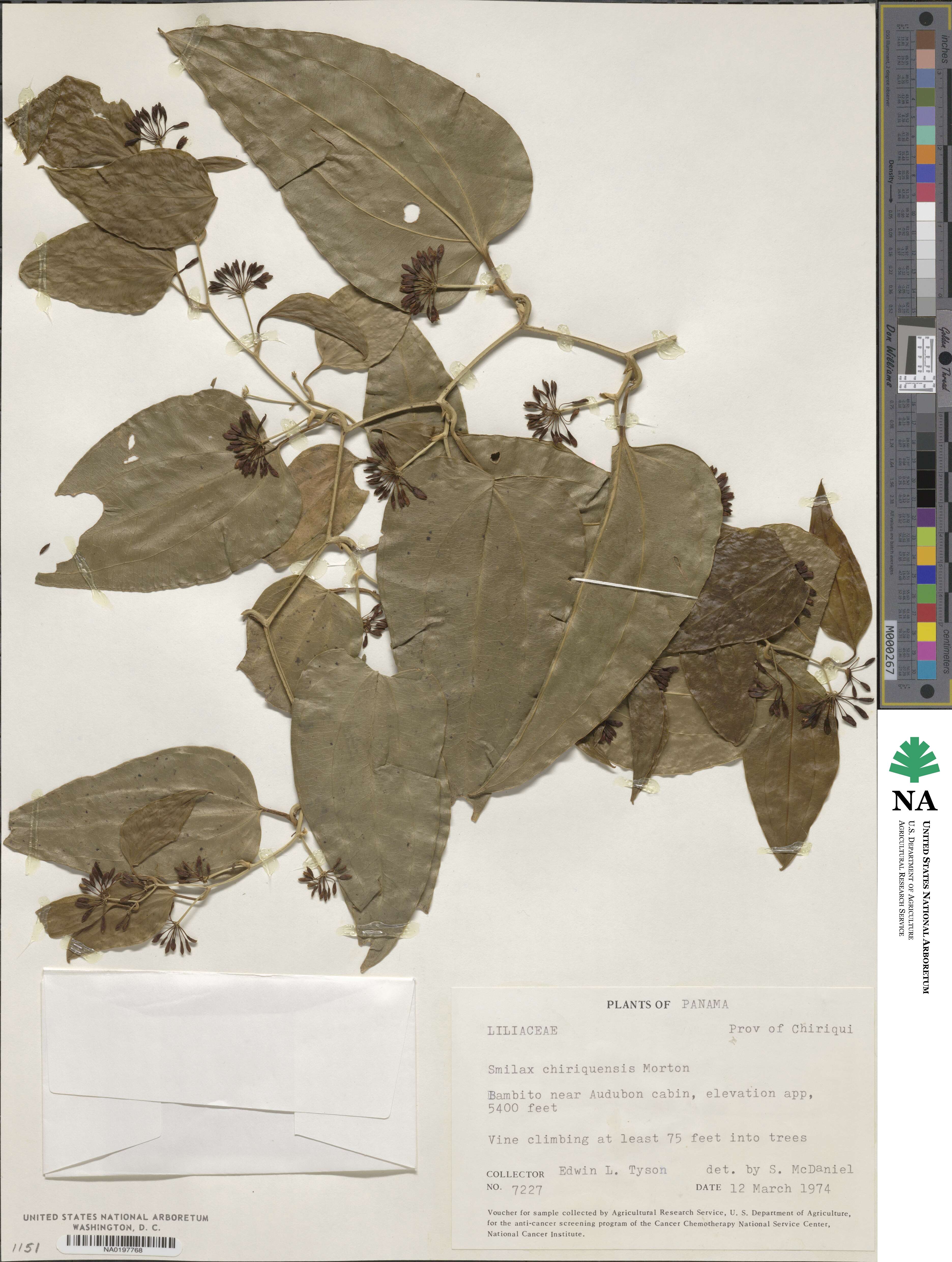 Smilax officinalis image