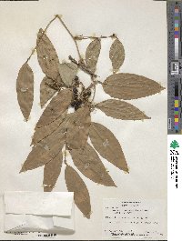 Smilax domingensis image