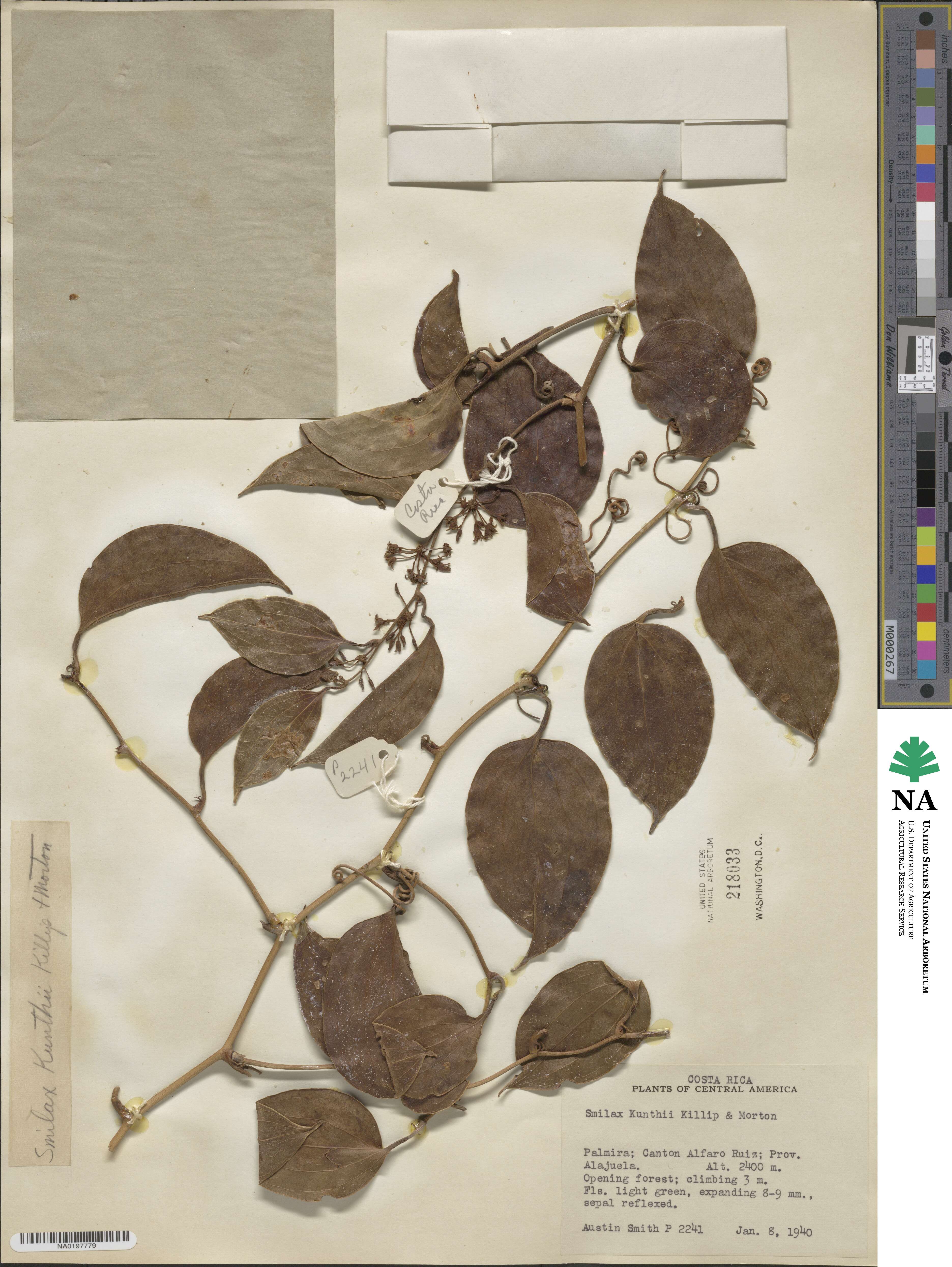 Smilax domingensis image