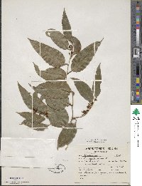 Smilax lanceolata image