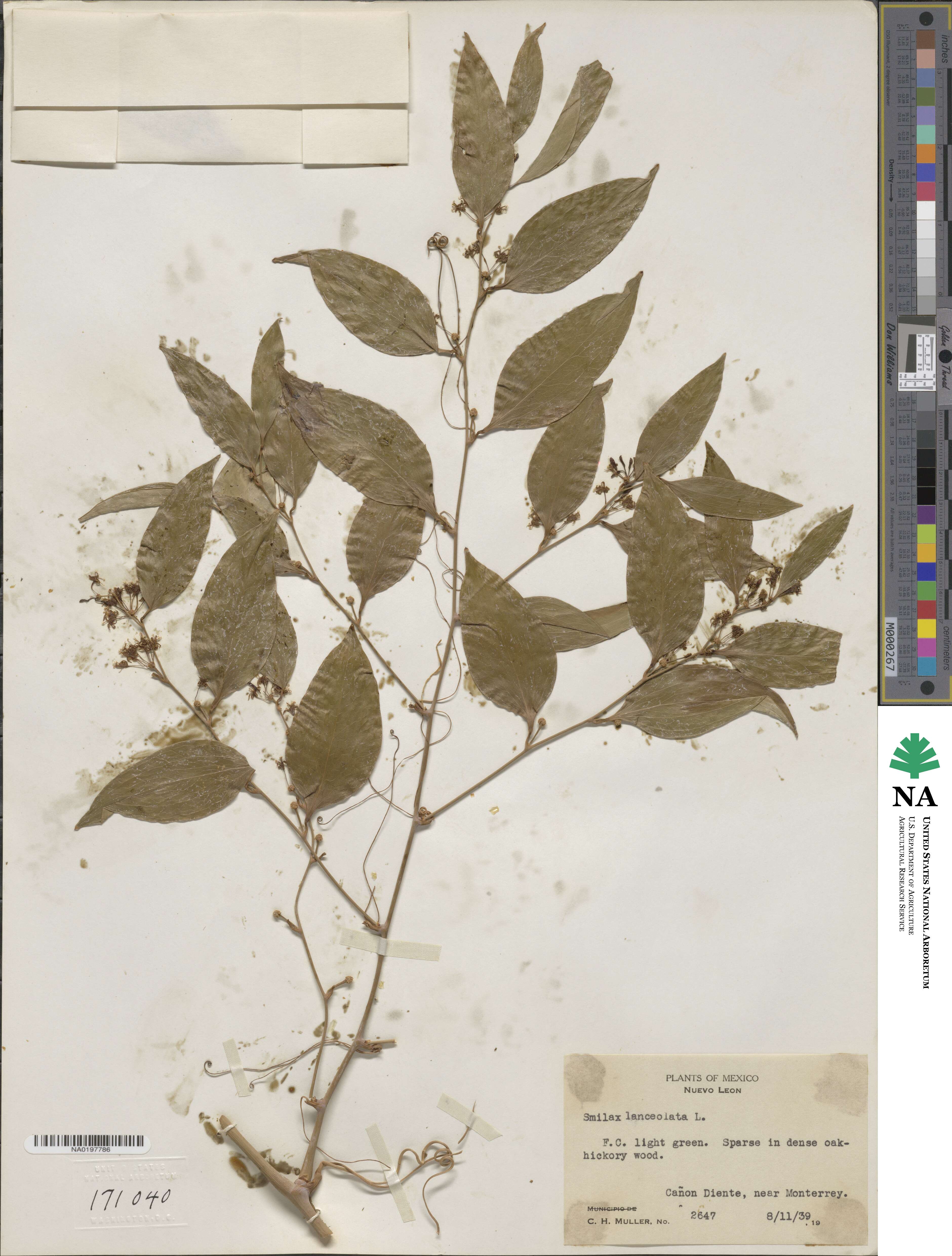 Smilax lanceolata image