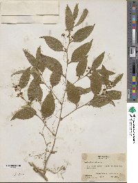 Smilax lanceolata image