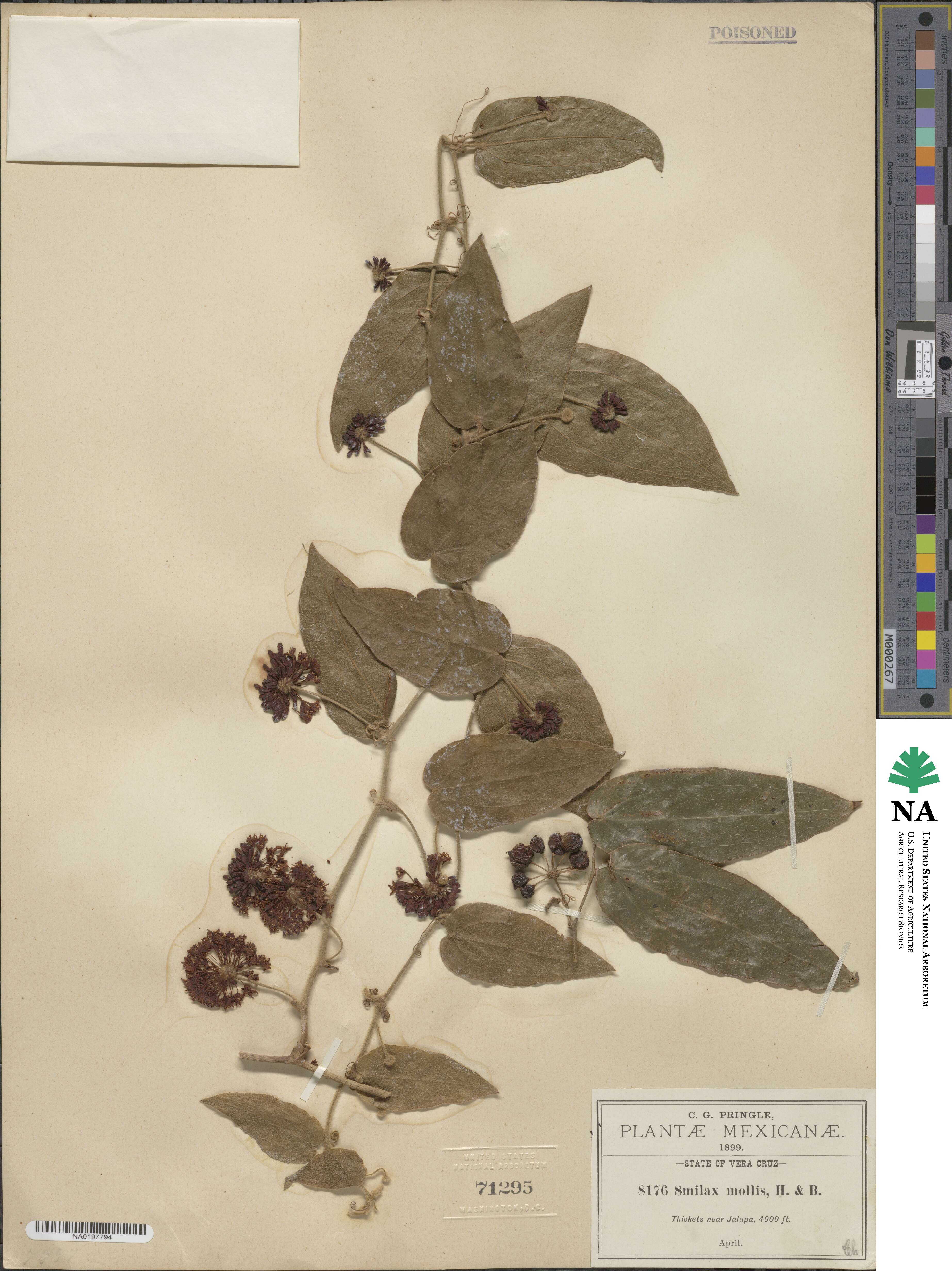 Smilax mollis image