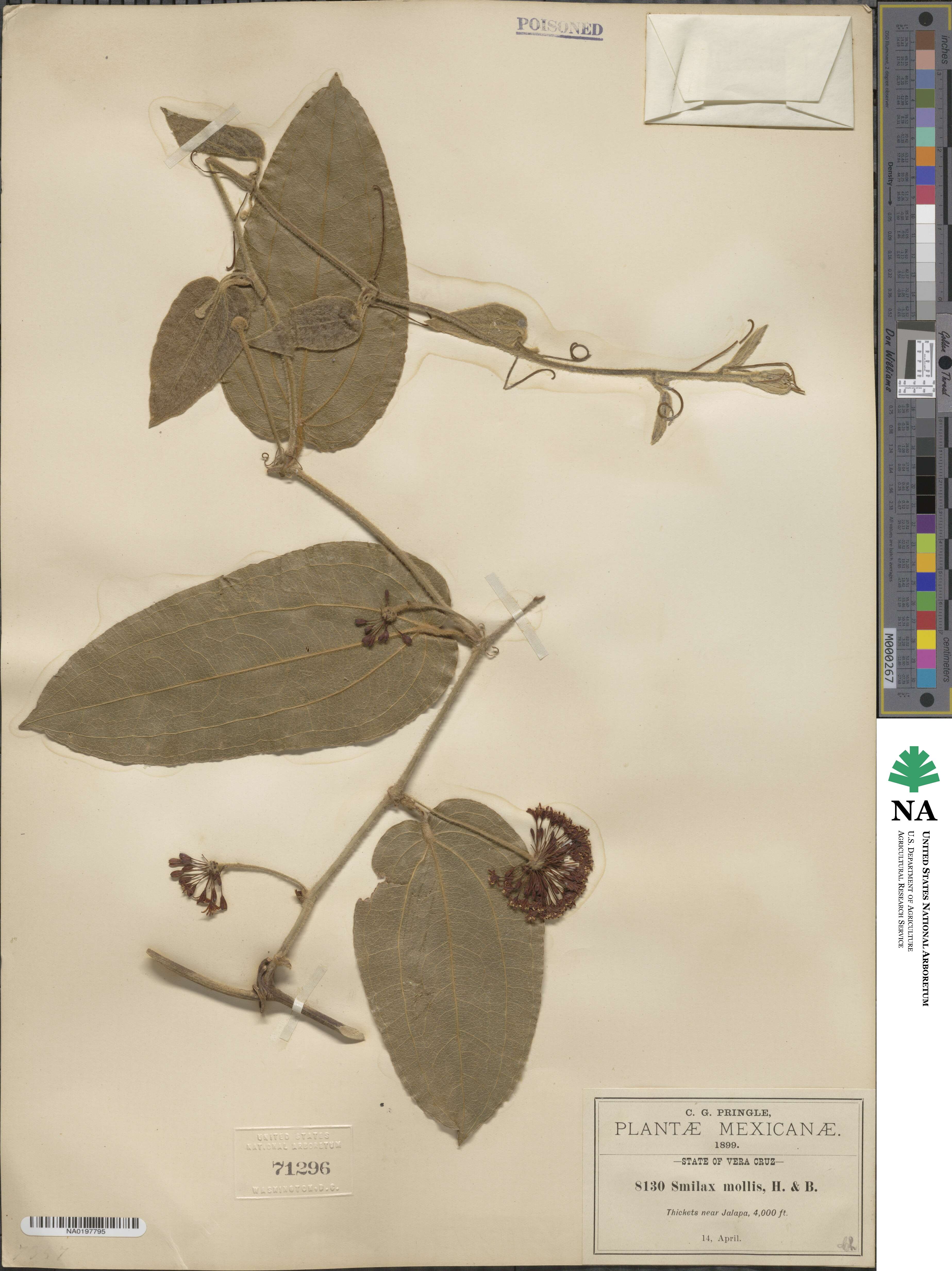 Smilax mollis image