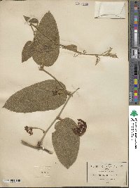 Smilax mollis image