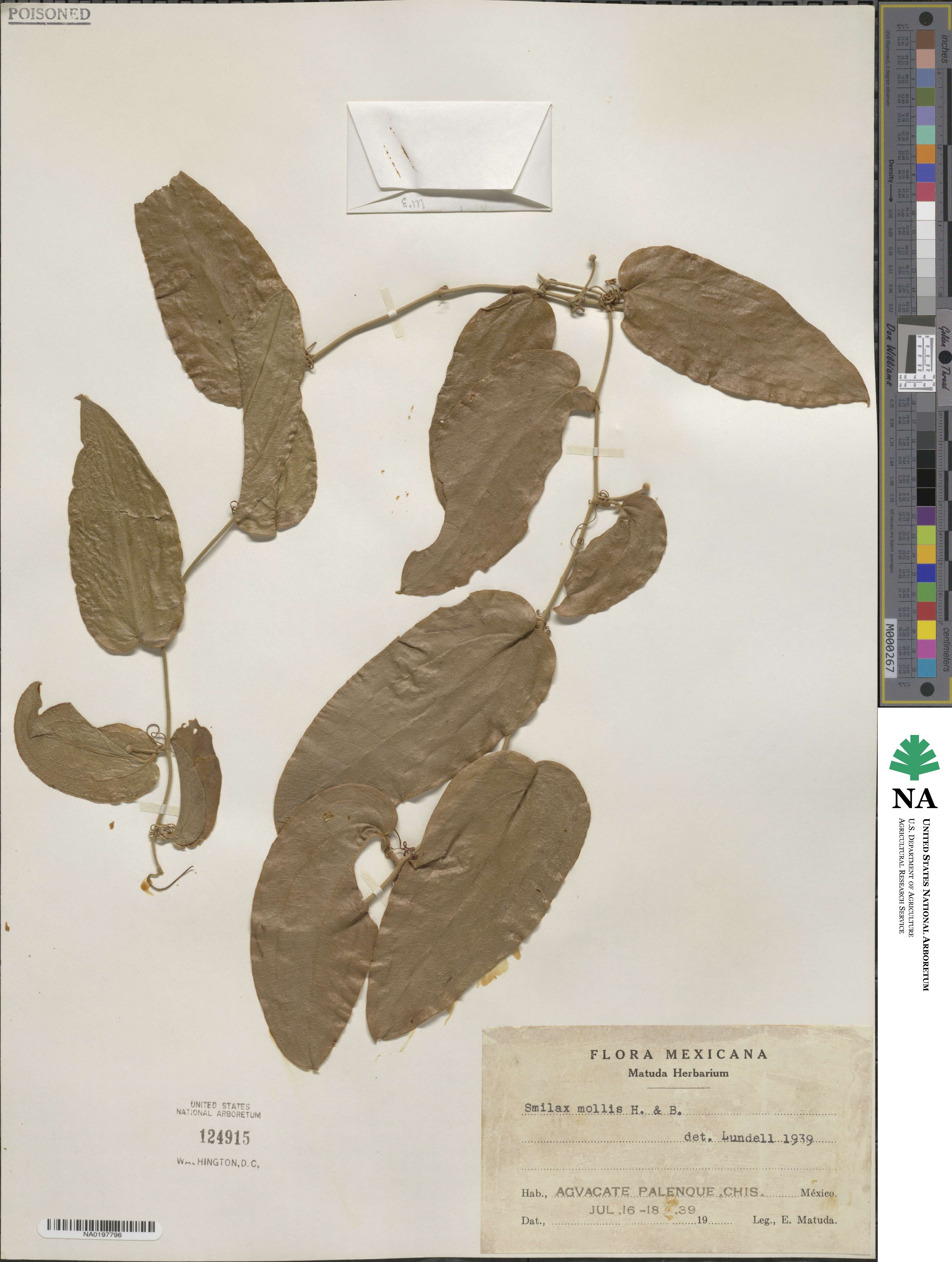 Smilax mollis image